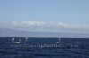 2010-maui-to-molokai-challenge-009