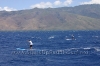 2010-maui-to-molokai-challenge-124