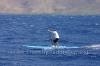 2010-maui-to-molokai-challenge-134