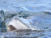 Killer Shark Devours Turtle in Hawaii Kai Waters