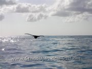 humpback-whale-sighting-10