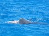 Killer Shark Devours Turtle in Hawaii Kai Waters