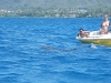 Killer Shark Devours Turtle in Hawaii Kai Waters