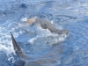 Killer Shark Devours Turtle in Hawaii Kai Waters