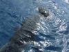 Killer Shark Devours Turtle in Hawaii Kai Waters