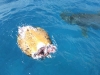 Killer Shark Devours Turtle in Hawaii Kai Waters