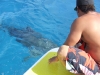 Killer Shark Devours Turtle in Hawaii Kai Waters
